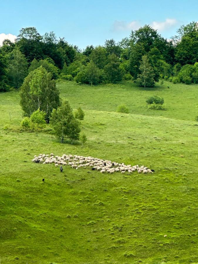 Căsuțele din Poiană Villa Satu Sugatag Exterior foto
